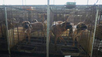 Reuters - South Korea dangles US$75 million in incentives to get rid of dog meat trade for good - scmp.com - Usa - South Korea