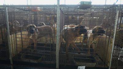 South Korea sets a compensation plan for dog meat farmers before the 2027 ban - apnews.com - China - Indonesia - South Korea - North Korea - Vietnam - city Seoul, South Korea