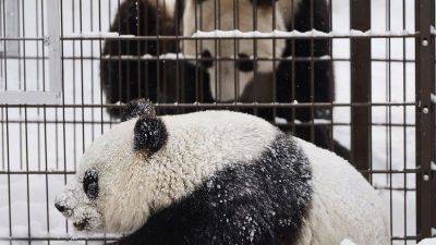 Xi Jinping - Reuters - Zoo to send giant pandas back to China because they’re too expensive to keep - edition.cnn.com - China - Taiwan - Finland