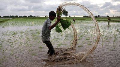 India allows non-basmati white rice exports, boosts global supplies