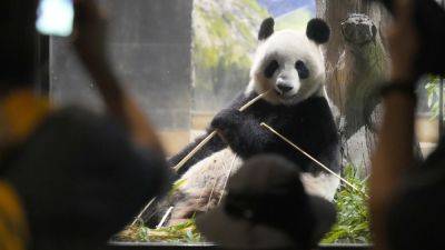 Japanese fans bid farewell to beloved panda pair before their return to China