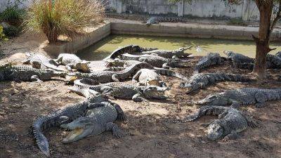 Kocha Olarn - Thai farmer forced to kill more than 100 endangered crocodiles after a typhoon damaged their enclosure - edition.cnn.com - China - Thailand - Singapore - city Bangkok