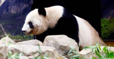 Japan's beloved panda couple return home after heartfelt farewell