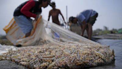 Takeaways from AP’s report on how shrimp farmers are exploited as supermarkets push for low prices - apnews.com - Japan - Usa - Indonesia - Thailand - India - Bangladesh - Britain - state Hawaii - Eu - Vietnam - Ecuador - city Bangkok