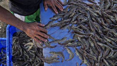 As big supermarkets pursue profits, new research shows growing exploitation of shrimp farmers - apnews.com - Indonesia - India - Vietnam - city Bangkok