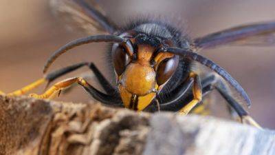 Wasp menace claims life of university student in Malaysia